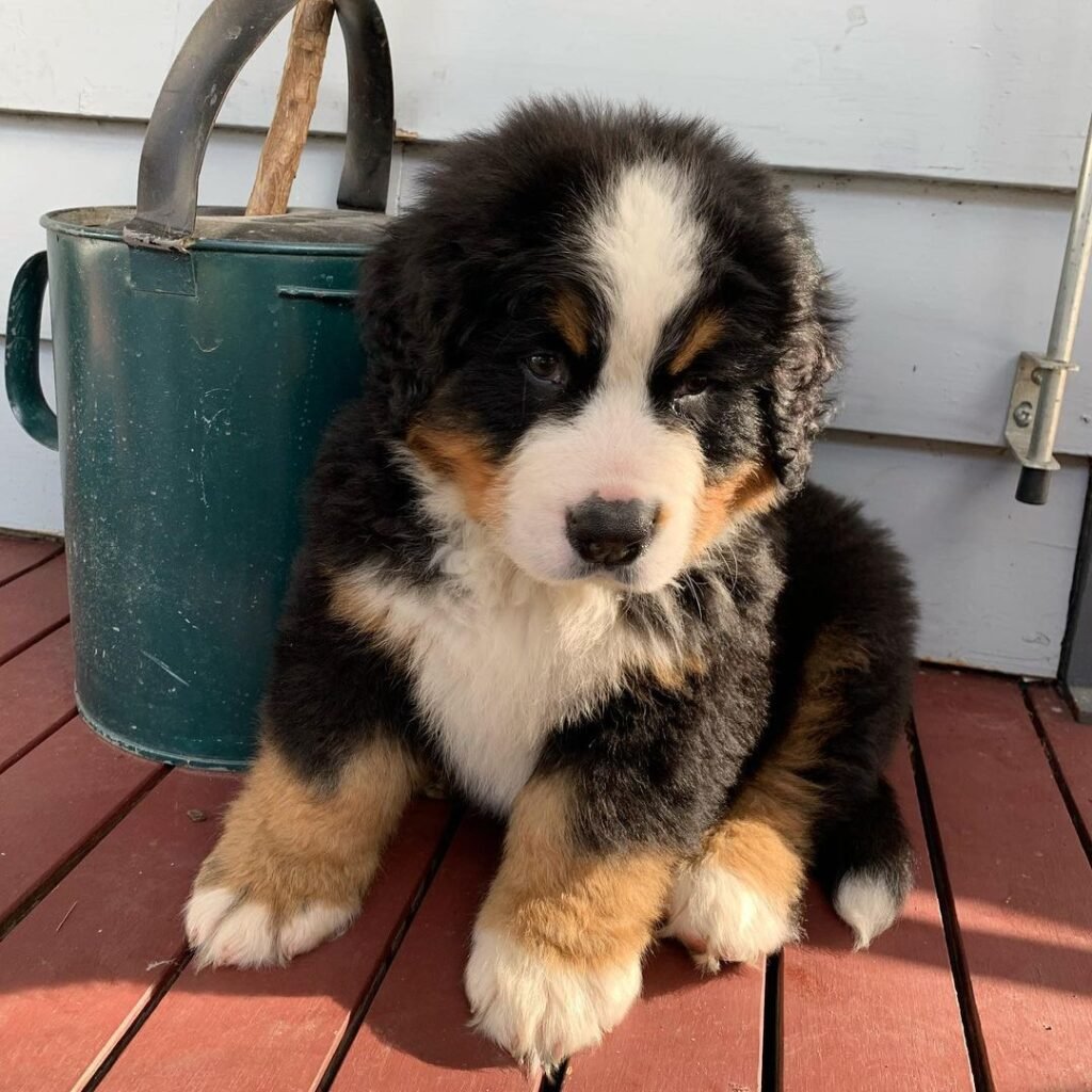 Bernese Mountain Dog