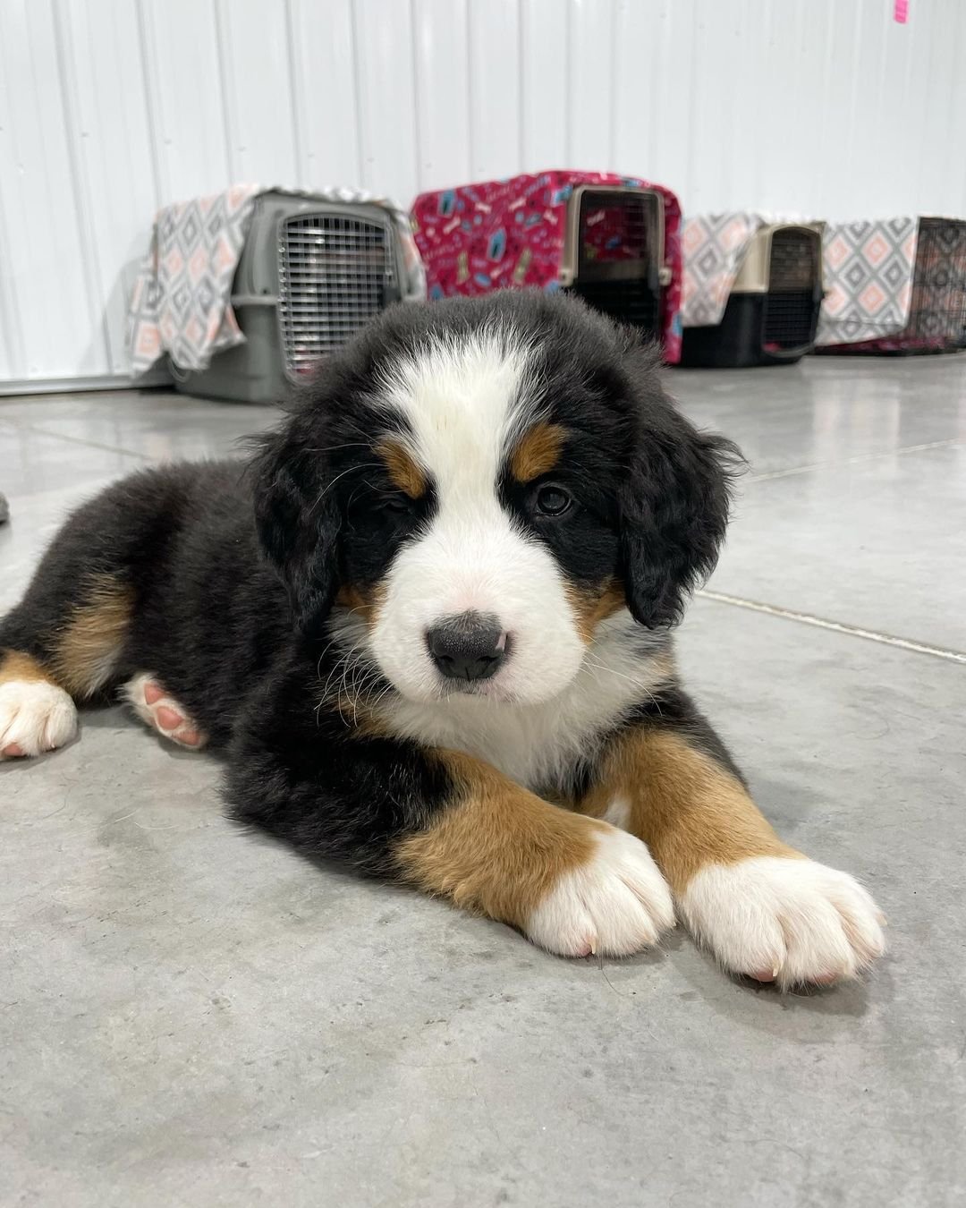 Bernese Mountain Dog