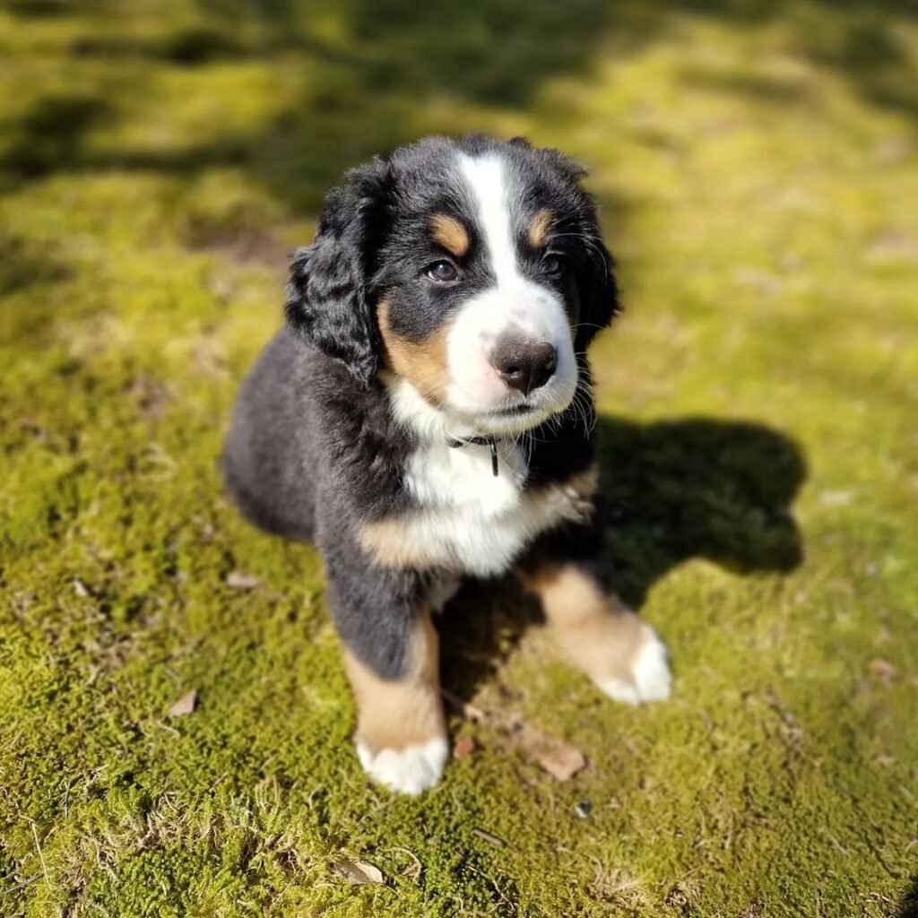 Bernese Mountain Dog