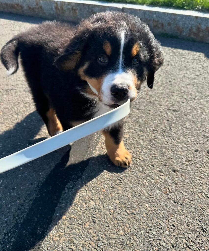 Bernese Mountain Dog