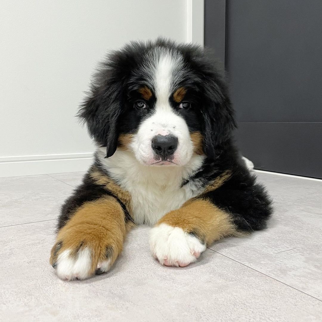 Donnie / Bernese Mountain Dog Male