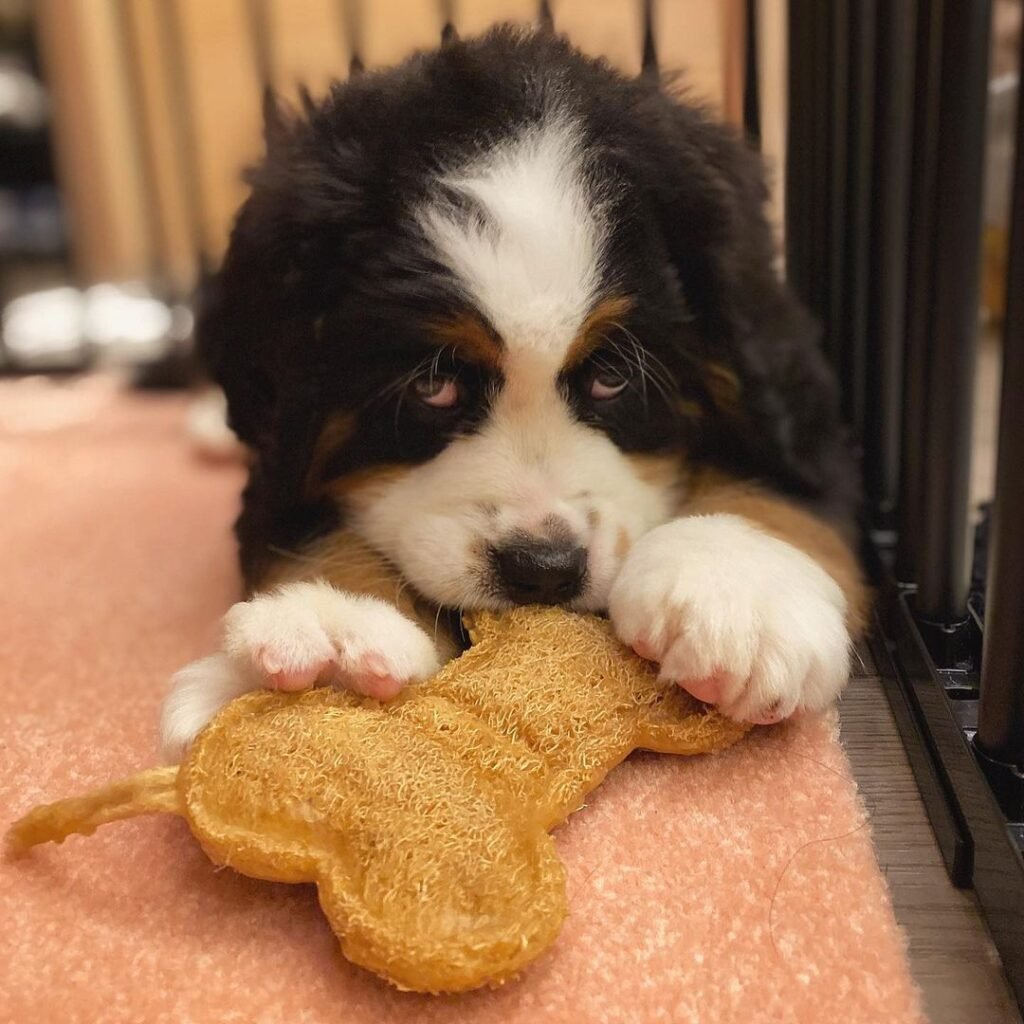 Bernese Mountain Dog